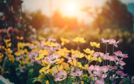 protéger les plantes en hiver