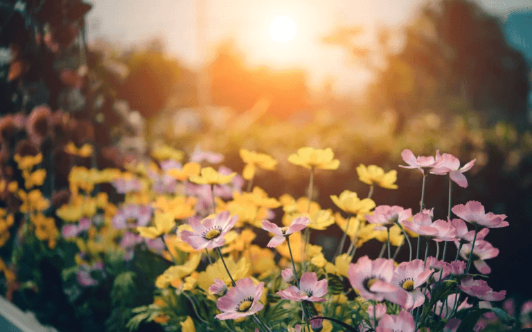 protéger les plantes en hiver