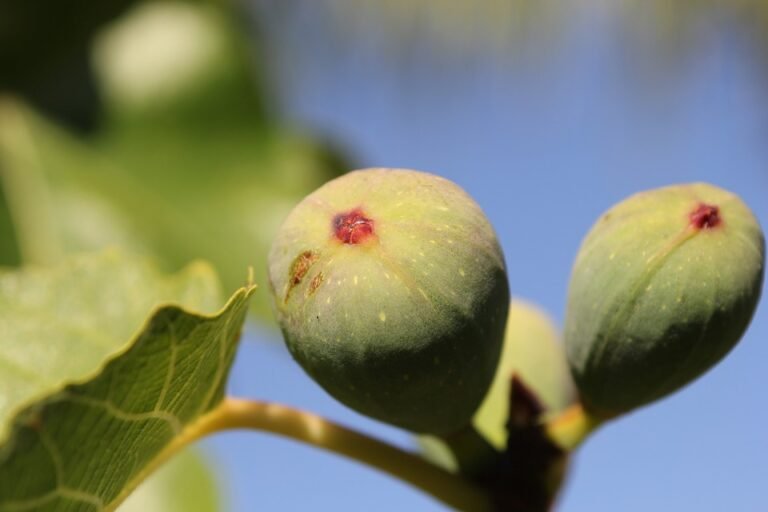 12 aliments à connaître contre la mauvaise haleine