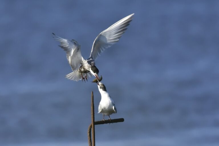 vergetures sur le ventre