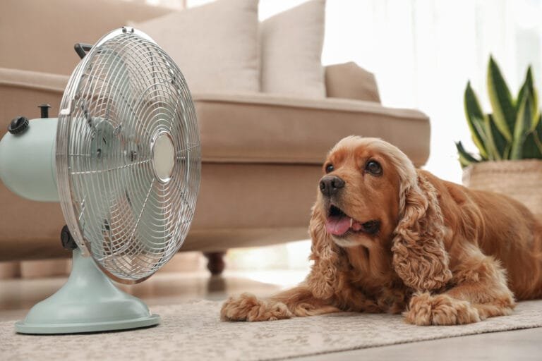 Canicule comment proteger son chien de la chaleur en