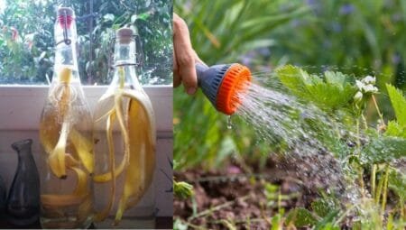 Plantes fatiguees Testez ce melange malin pour leur donner